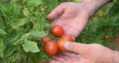 Çiftçilerin aracı tepkisi: 'Emeği biz veriyoruz parayı aracılar kazanıyor'