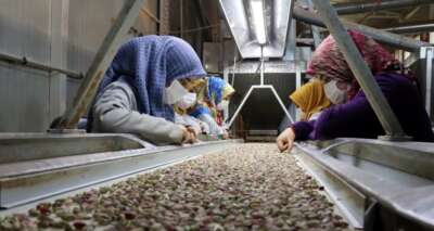 Gastronomi kentinden fıstık gibi müjde