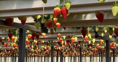 Seradan çıkışı 19 lira olan topraksız çilek altın dönemini yaşıyor