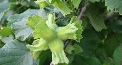 TARSİM’den 'Fındığınızı sigortalatın' uyarısı