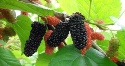 Türkiye’de yılın ilk karadut hasadı Silifke’de başladı