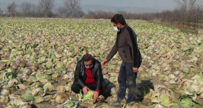 Üreticiler tarladan markete gidene kadar yaşanan artıştan şikayetçi