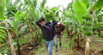 Antalya'da yılın ilk muz hasadı