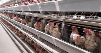 Bu ilçede 6 milyon tavuk, 5 bin insan yaşıyor