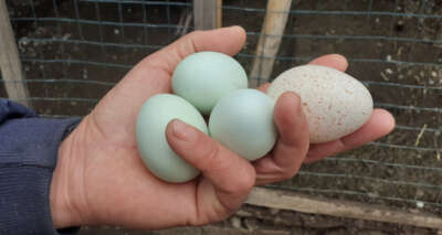 Bu yumurtayı görenler şaşırıyor