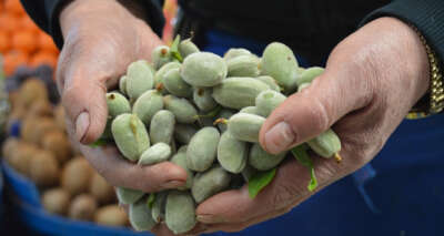 Çağla sezonu 50 TL’den açtı