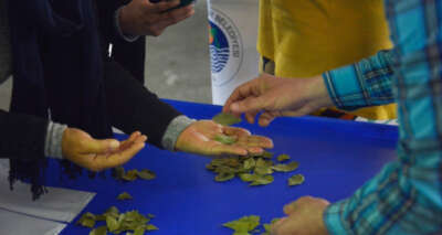 Defne yaprağı kadınlara ek gelir oluyor