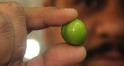 Eriğin fiyatı pastırmayı geçti