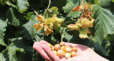 Fındıktan 1 milyar 124 milyon dolar döviz girdisi