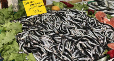 Hamsi 35 liraya geriledi