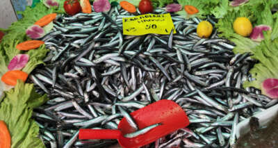 Hamsinin kilosu iki kat artarak 50 liraya çıktı