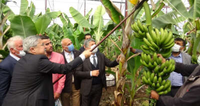 Hatay’da ilk muz hasadı yapıldı