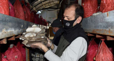 İstiridye mantarı orman köylüsünün gelir kapısı oldu