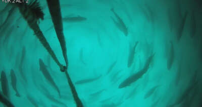 Japonlar ve Ruslar Türk somonunu sevdi