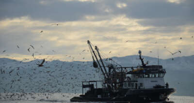 Karadeniz’de her yıl yaklaşık 1 milyon ton hamsi, yanlış avcılıkla yok oluyor