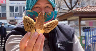 Kuzugöbeği altınla yarışıyor