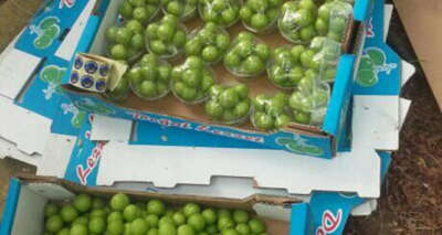 Mersin’de erik hasadı başladı