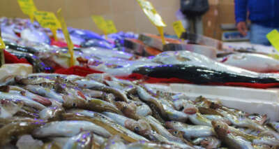 Mezgit 10 TL’lik fiyatıyla tezgahların fenomeni