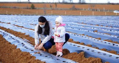 Pandemide evde oturmaktan sıkılan gelin atıl haldeki tarladan Malezya'ya çilek gönderecek