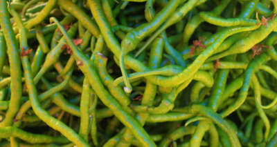 Pazarın şampiyonu kıl biber: Kilosu 30 TL