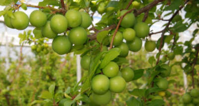 Silifke can eriği Rusya, Almanya ve Hollanda’ya ihraç ediliyor