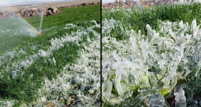 Siverek’te ekinler buz tuttu