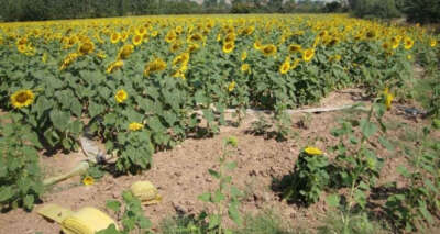 Tarım-GFE yıllık yüzde 18,52, aylık yüzde 1,96 arttı