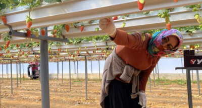 Topraksız çilekte hasat bereketi