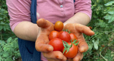 17 günlük tam kapanma öncesi seralarda ürün toplama telaşı başladı