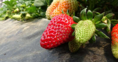 2 ay önce hasat etti 3 katı fiyata satıyor