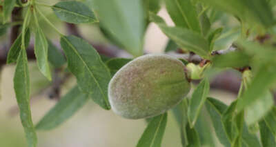 Çağla bademin fiyatı 5’e katladı