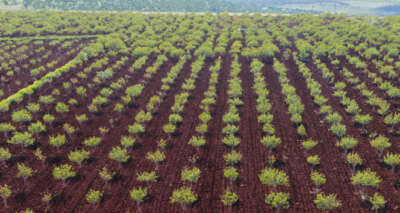 Fıstıkta korkulan olmadı