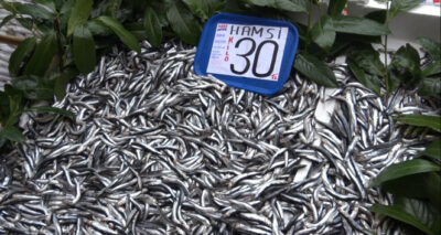 Hamsinin tezgahlarda son demleri: Kilosu 30 TL