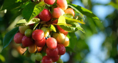Kuzey yarımkürenin ilk kirazı açık arttırmayla 500 TL’den satıldı