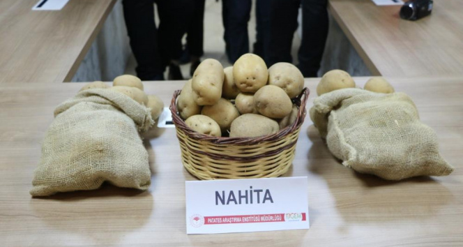 Niğde’de geliştirilen yerli patates tohumu Avrupa yolunda