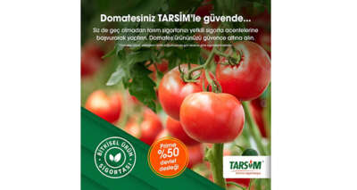 TARSİM: 'Domates ürününüz güvende'