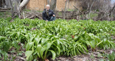Ters lale iklim değişikliğine yenildi