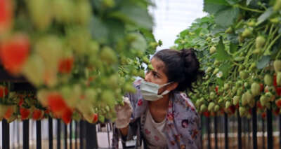 Topraksız çilek üretimiyle 4 kat fazla ürün aldı