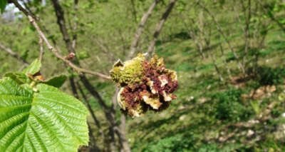 Üreticiye fındık kozalak akarıyla mücadele uyarısı