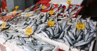 Vatandaşların tercihi alabalık, levrek ve çipura