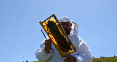 Bal arılarından Muş ekonomisine tatlı katkı