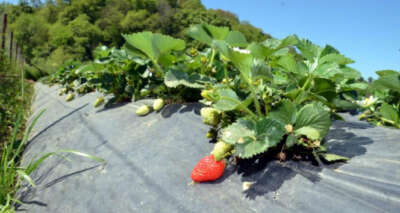 Bu çilekler pazara inmeden tarladan kapış kapış gidiyor