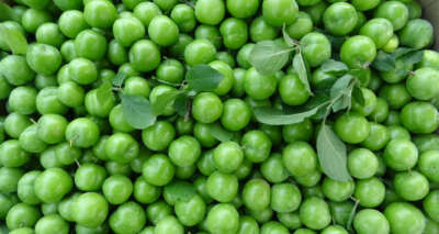 Bursa’nın meşhur papaz eriği çiftçinin yüzünü güldürüyor