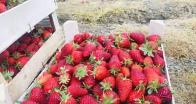 Çanakkale'de ilk çilek hasadı üreticinin yüzünü güldürdü