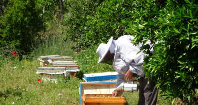 Çukurovalı arıcıların yaylalara yolculuğu başlıyor