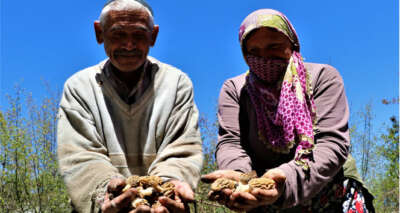 Dedektif gibi mantar arıyorlar, kilosunu 150 TL'den satıyorlar
