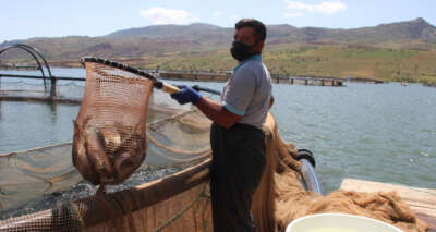 Denize kıyısı olmayan Sivas’tan dünyaya somon ihracatı