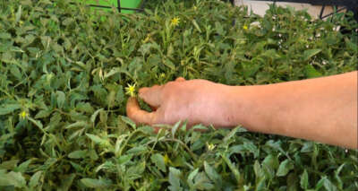 Domates ve biber revaçta