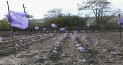 Dünyanın en pahalı baharatı için Gagauzya'da safran tarlası kurdular