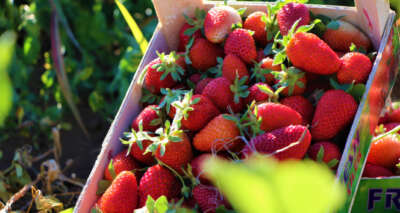 Elazığ’da çilek zamanı, kasa kasa satılıyor